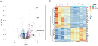 Acetazolamide Improves Right <mark class="highlighted">Ventricular Function</mark> and Metabolic Gene Dysregulation in Experimental Pulmonary Arterial Hypertension